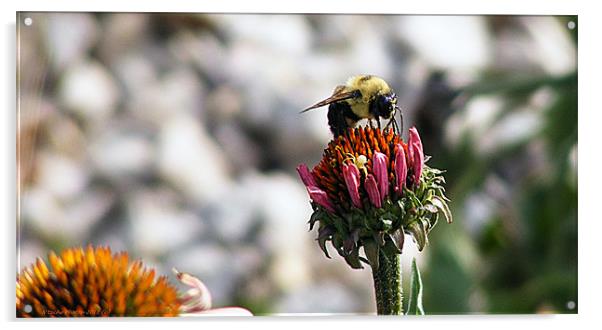 The Art of Bee-ing Acrylic by Sharon Pfeiffer