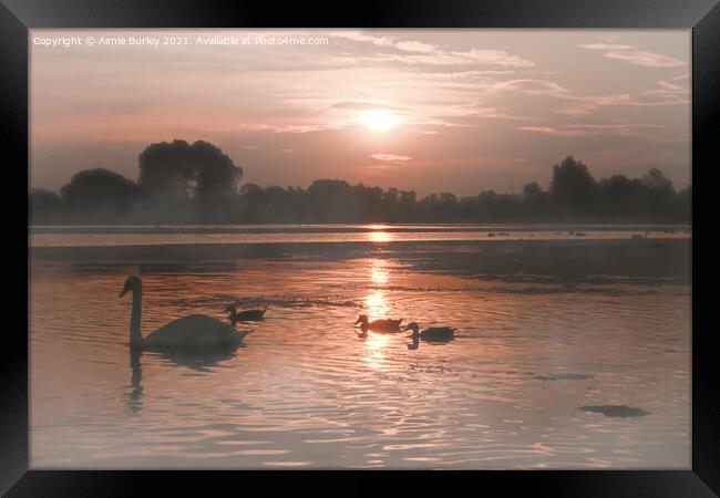 Swans in the mist Framed Print by Aimie Burley