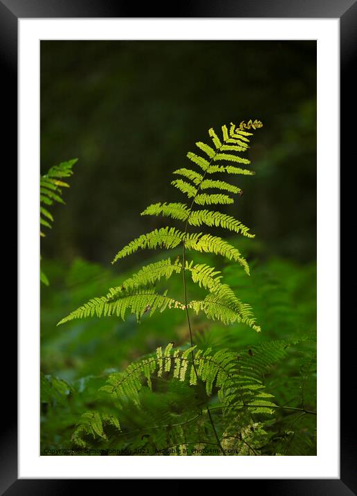 fern leaves Framed Mounted Print by Simon Johnson