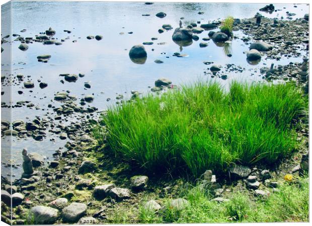 Grass and rocks in the Rideau River Canvas Print by Stephanie Moore
