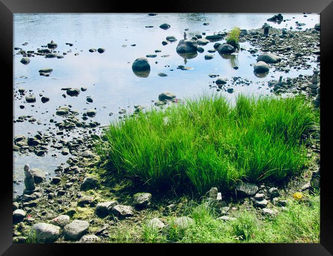 Grass and rocks in the Rideau River Framed Print by Stephanie Moore