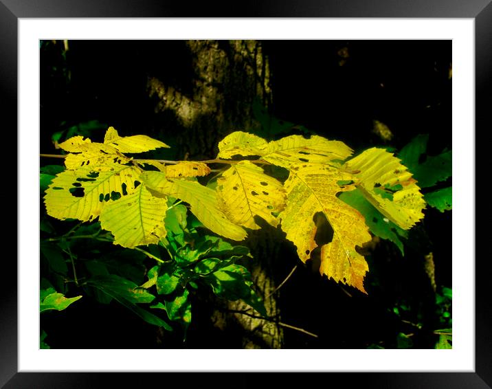 Brilliant fall leaves Framed Mounted Print by Stephanie Moore
