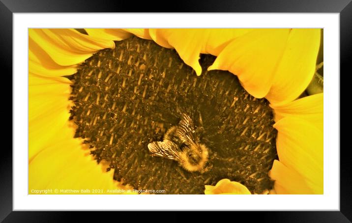 Bee in the Middle Framed Mounted Print by Matthew Balls