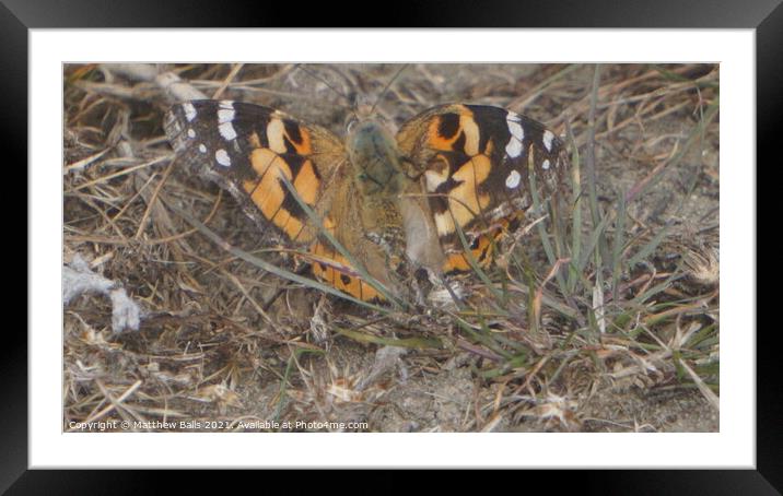 fluttering by Framed Mounted Print by Matthew Balls