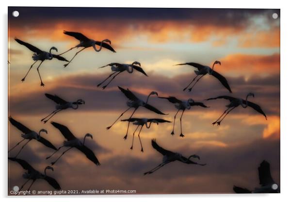 Flamingos Acrylic by anurag gupta