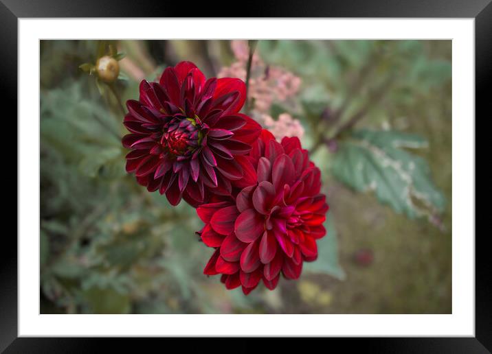 Dahlia Flowers Framed Mounted Print by Alison Chambers