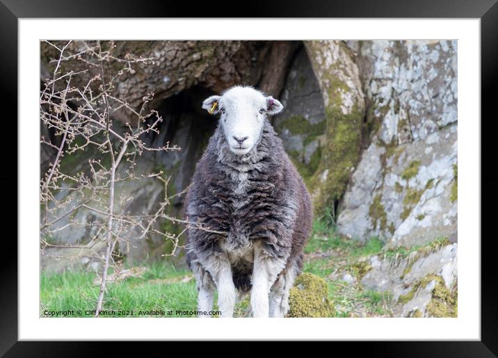 Lake District Herdwick sheep Framed Mounted Print by Cliff Kinch