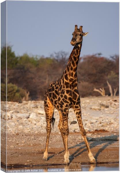 A giraffe standing next to a body of water Canvas Print by Dirk Rüter