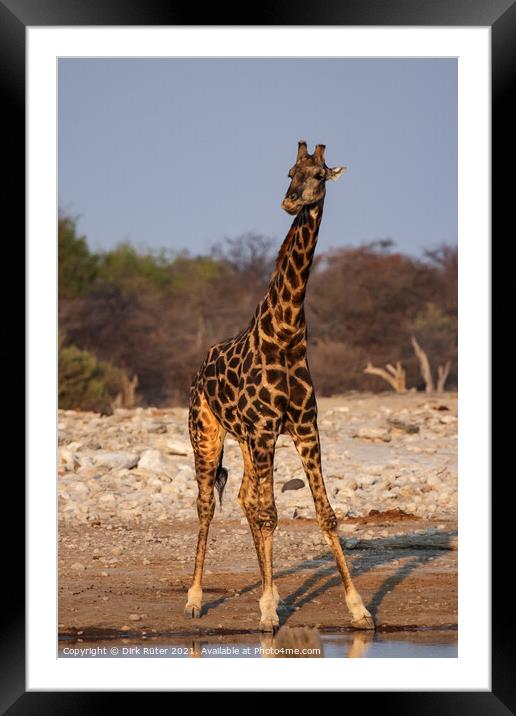 A giraffe standing next to a body of water Framed Mounted Print by Dirk Rüter