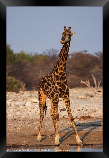 A giraffe standing next to a body of water Framed Print by Dirk Rüter