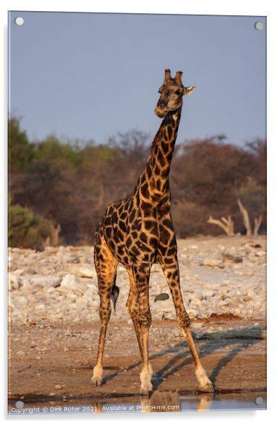A giraffe standing next to a body of water Acrylic by Dirk Rüter