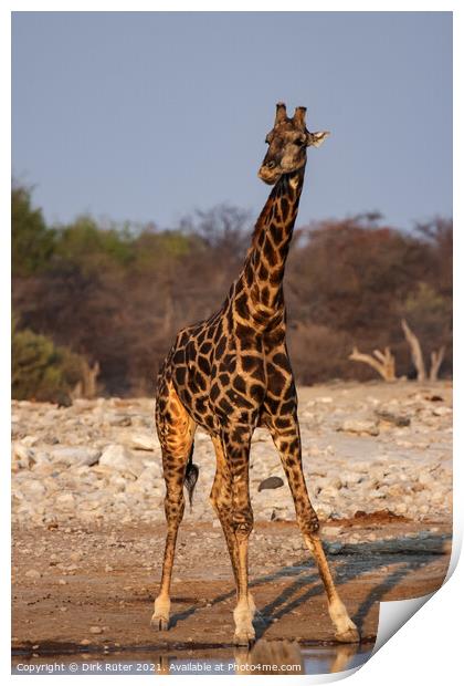 A giraffe standing next to a body of water Print by Dirk Rüter