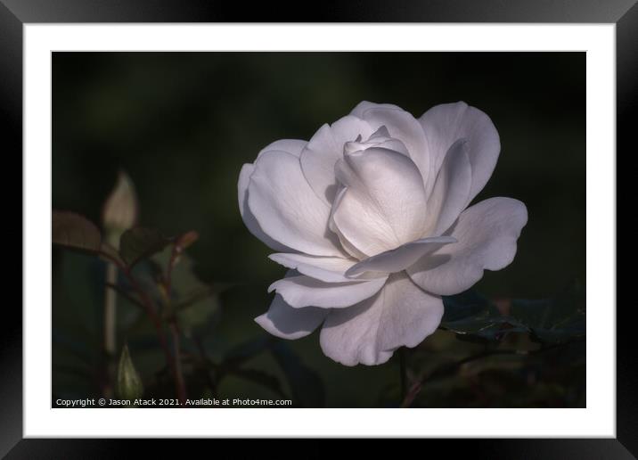 White Rose Framed Mounted Print by Jason Atack