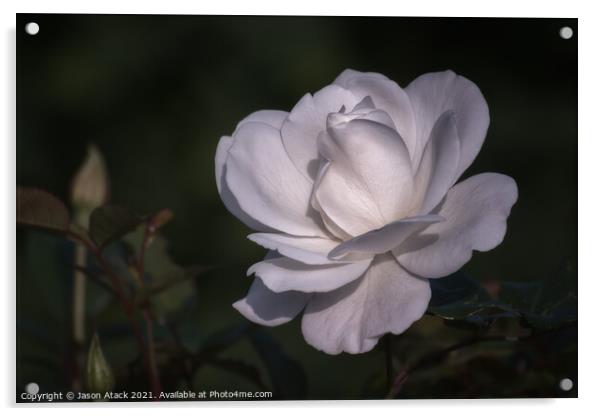 White Rose Acrylic by Jason Atack