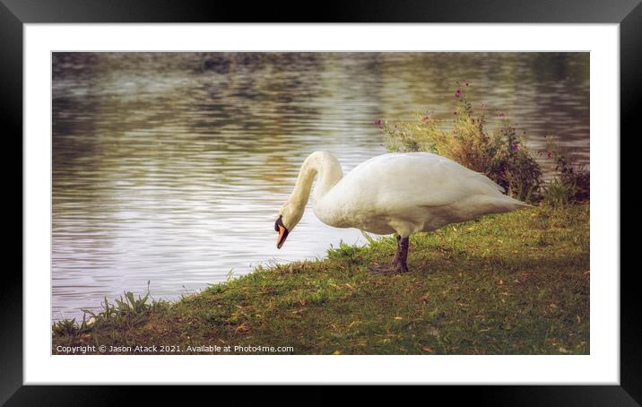 Swan Framed Mounted Print by Jason Atack