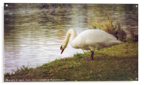Swan Acrylic by Jason Atack