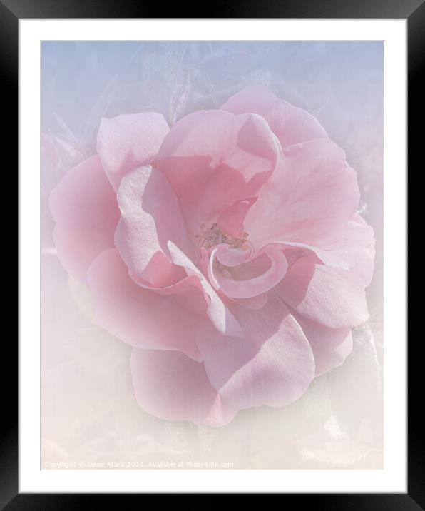 Pink Rose Framed Mounted Print by Jason Atack