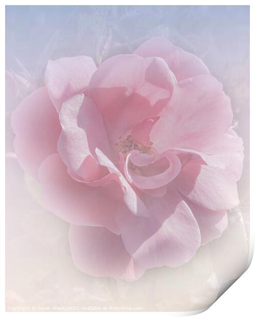 Pink Rose Print by Jason Atack