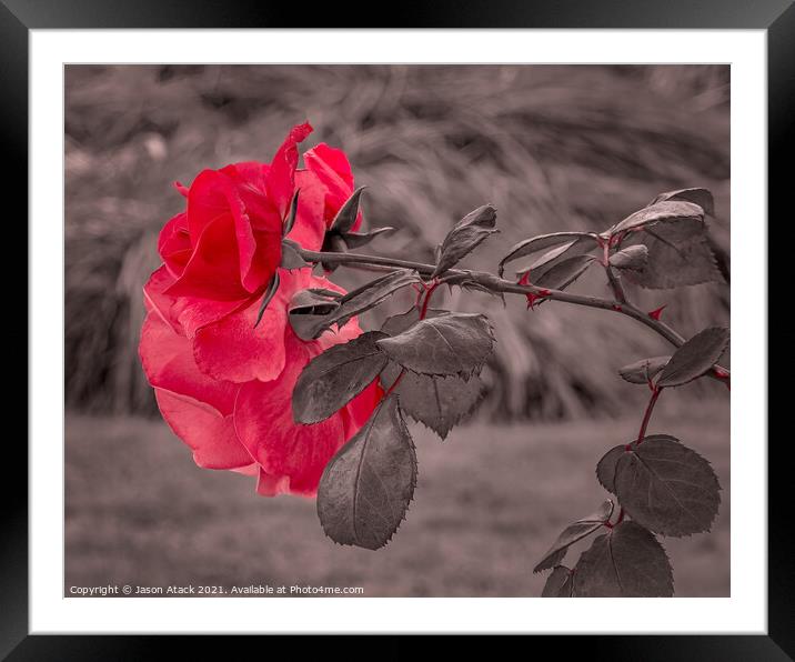 Red Rose Framed Mounted Print by Jason Atack