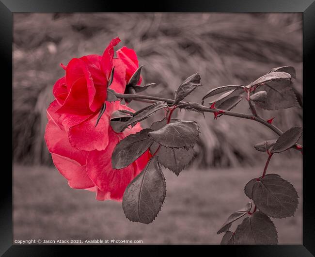 Red Rose Framed Print by Jason Atack