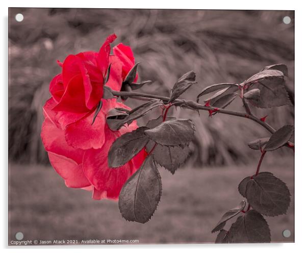 Red Rose Acrylic by Jason Atack