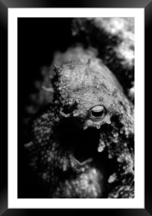 eye of octopus in black & white Framed Mounted Print by youri Mahieu