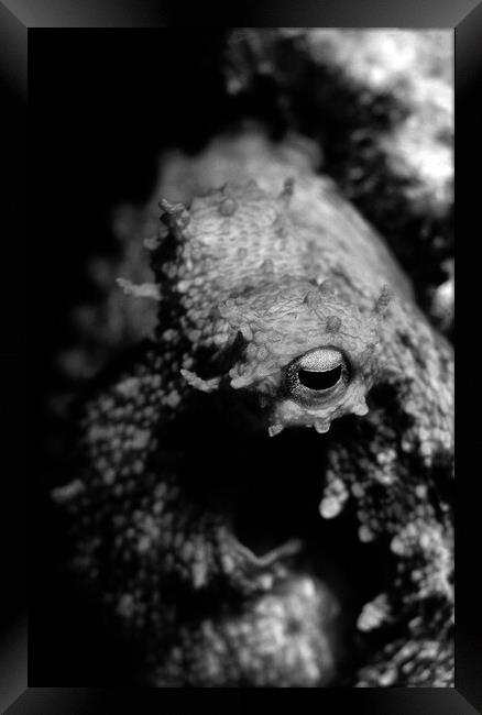eye of octopus in black & white Framed Print by youri Mahieu