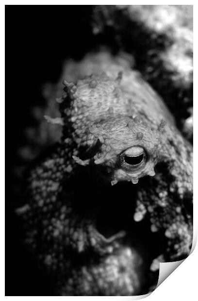 eye of octopus in black & white Print by youri Mahieu