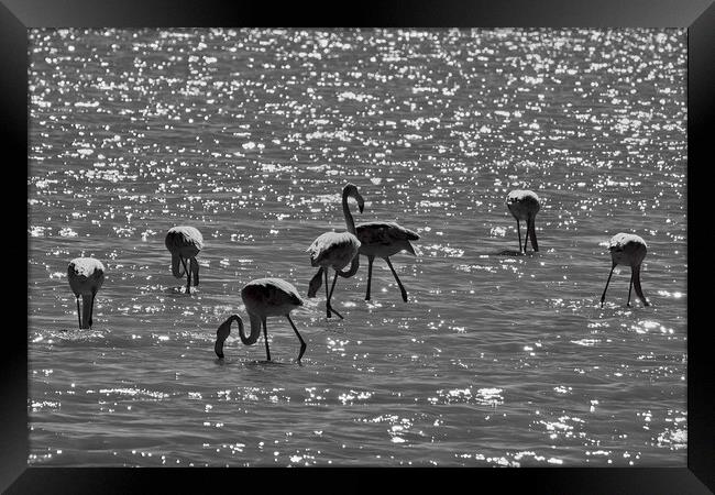 Flamingos under the light Framed Print by Dimitrios Paterakis