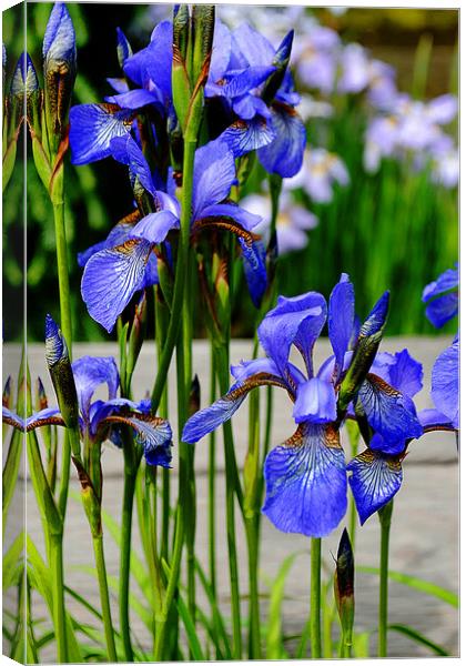Blue Iris Summer Flowers Flowering Plant Canvas Print by Andy Evans Photos