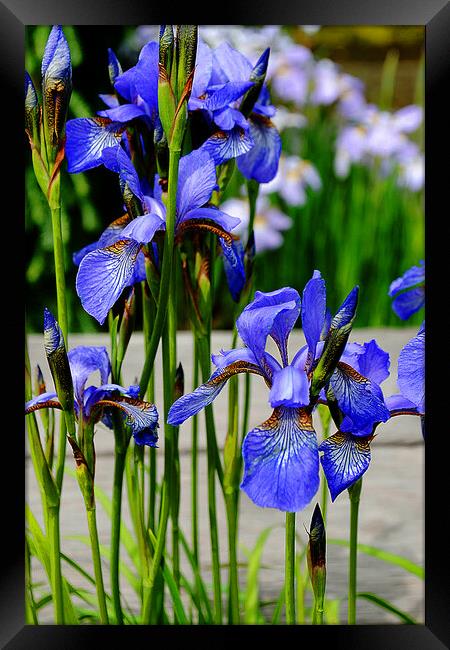 Blue Iris Summer Flowers Flowering Plant Framed Print by Andy Evans Photos