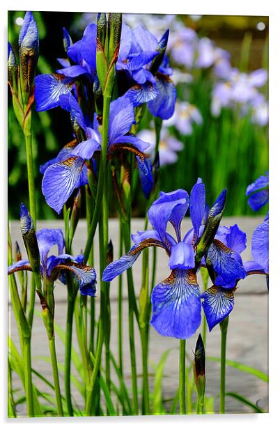 Blue Iris Summer Flowers Flowering Plant Acrylic by Andy Evans Photos