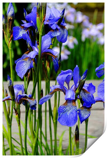 Blue Iris Summer Flowers Flowering Plant Print by Andy Evans Photos