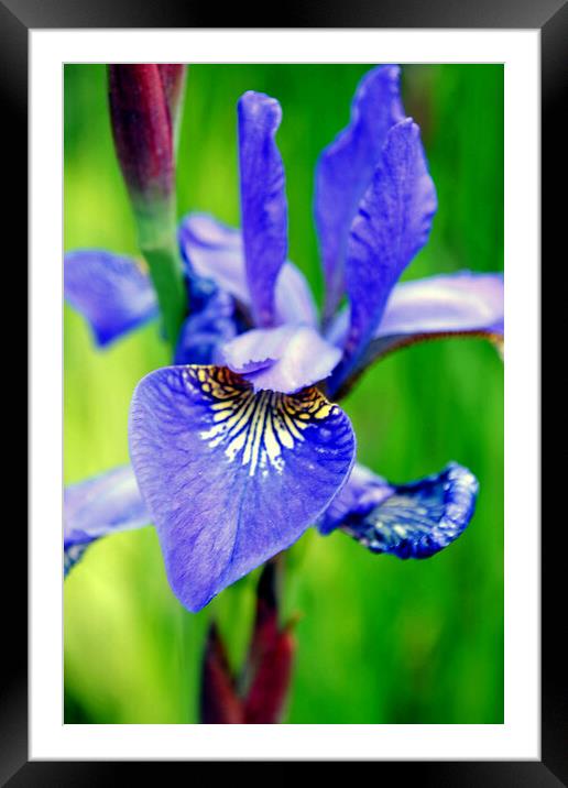 Blue Iris Summer Flowers Flowering Plant Framed Mounted Print by Andy Evans Photos