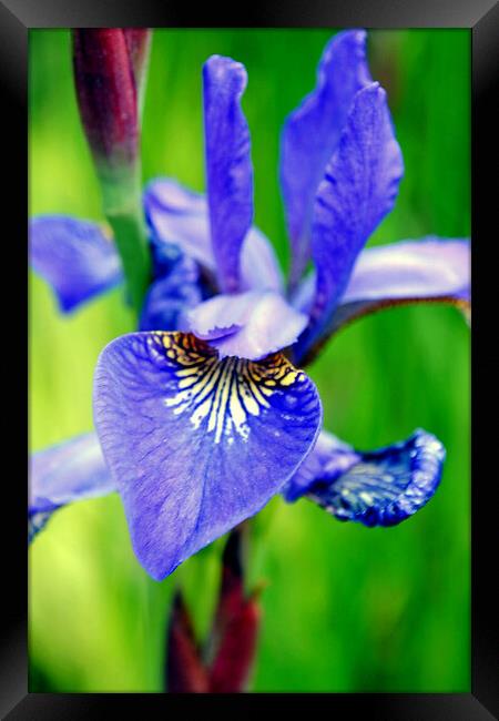Blue Iris Summer Flowers Flowering Plant Framed Print by Andy Evans Photos