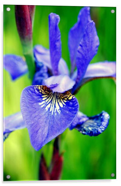 Blue Iris Summer Flowers Flowering Plant Acrylic by Andy Evans Photos