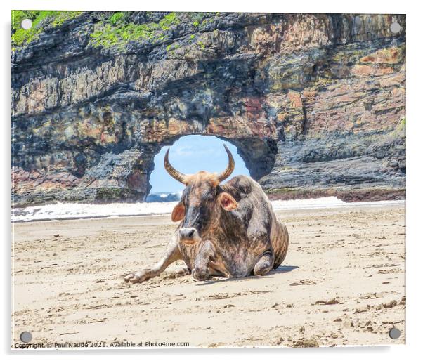Nguni cow Hole in the Wall Transkei wild coast  Acrylic by Paul Naude