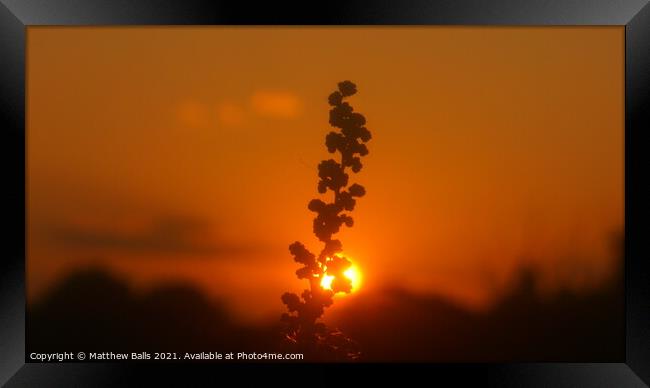 Sun set behind a flower Framed Print by Matthew Balls
