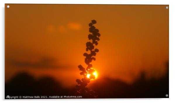 Sun set behind a flower Acrylic by Matthew Balls