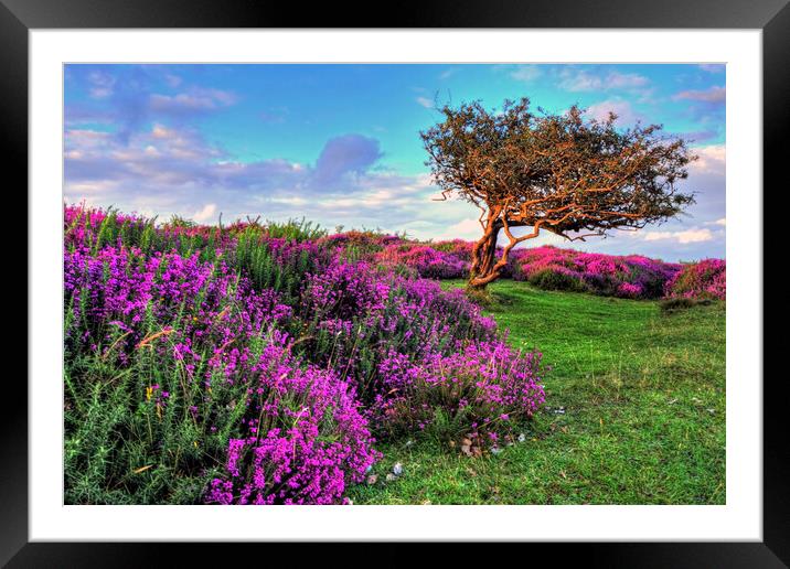 Heather and tree Quantock Hills Somerset Framed Mounted Print by austin APPLEBY