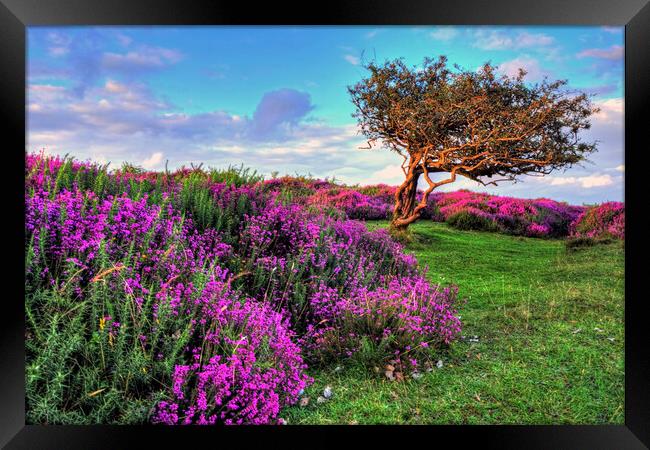 Heather and tree Quantock Hills Somerset Framed Print by austin APPLEBY