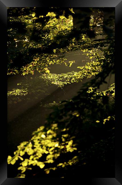 sunlit leaves  Framed Print by Simon Johnson