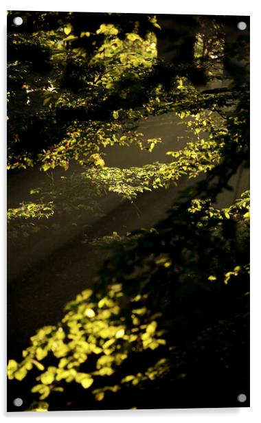 sunlit leaves  Acrylic by Simon Johnson
