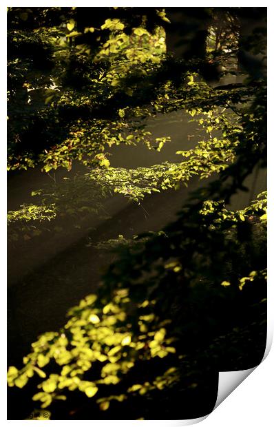 sunlit leaves  Print by Simon Johnson