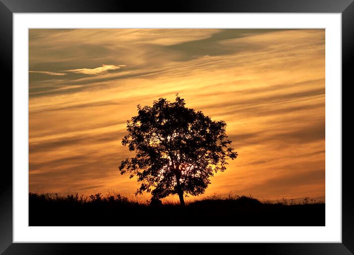 isolated tree silhouette against a sunrise sky Framed Mounted Print by Simon Johnson