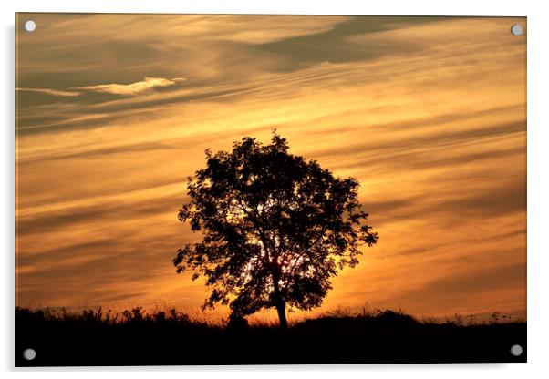 isolated tree silhouette against a sunrise sky Acrylic by Simon Johnson