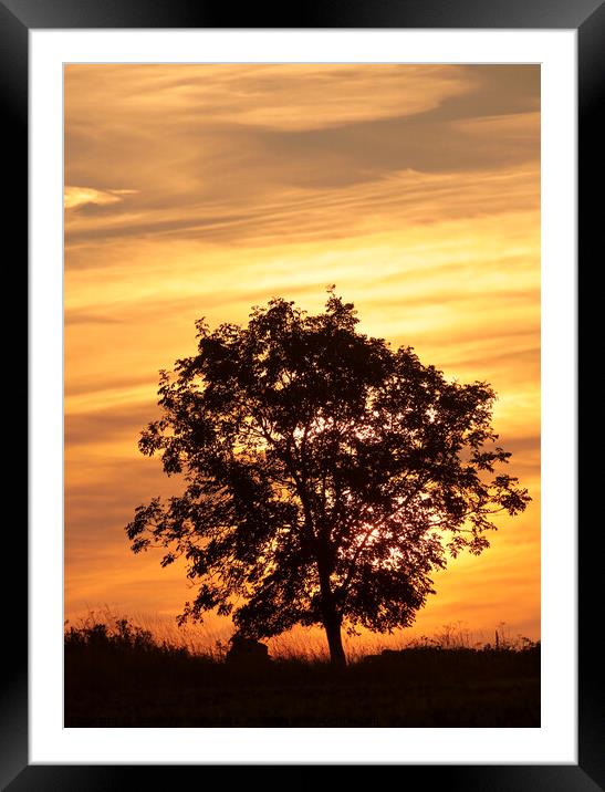 Tree Silhouette Framed Mounted Print by Simon Johnson