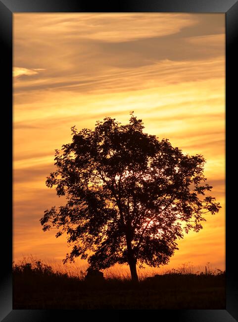 Tree Silhouette Framed Print by Simon Johnson
