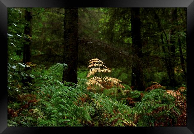 autumn fern in woodland Framed Print by Simon Johnson