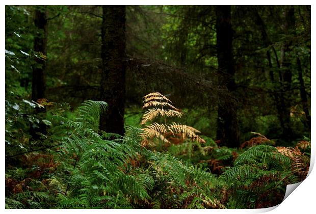 autumn fern in woodland Print by Simon Johnson
